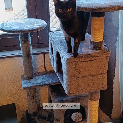 Photo de chat perdu à Savigny