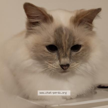 Photo de chat perdu à Sens