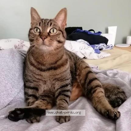 Photo de chat perdu à Paris