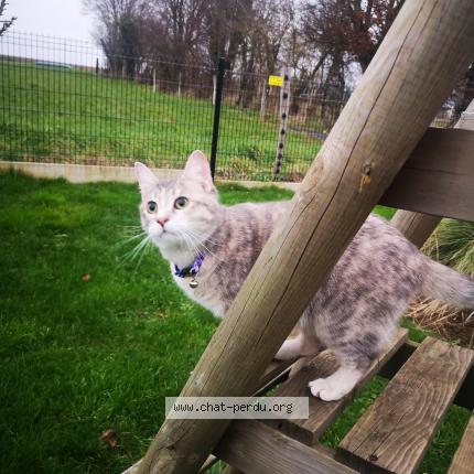 Photo de chat perdu à Ficheux