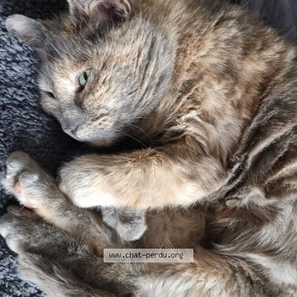 Photo de chat perdu à Louvroil