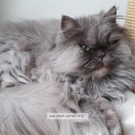 Photo de chat perdu à La Madeleine