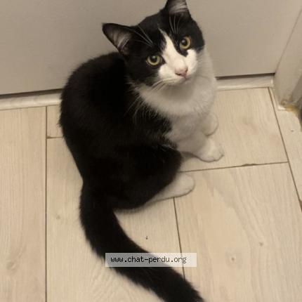 Photo de chat perdu à Grenay