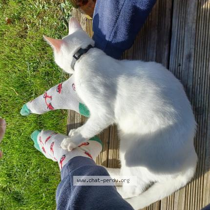 Photo de chat perdu à Caen