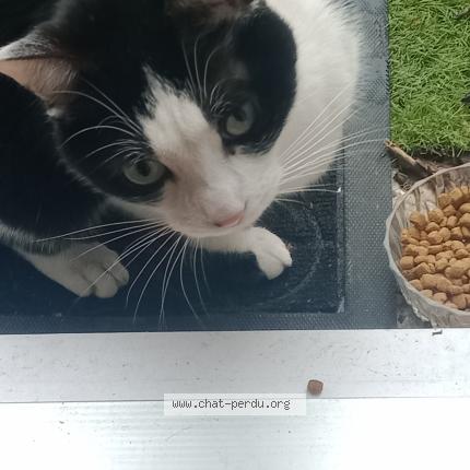 Photo 1/3 Chat retrouvé Trouvé à Reims