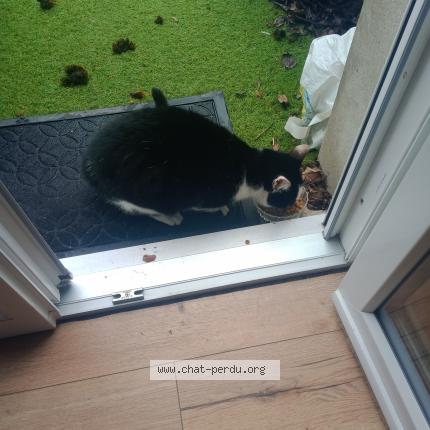 Photo 2/3 Chat retrouvé Trouvé à Reims