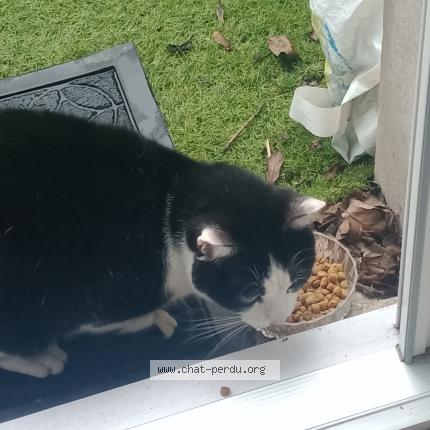 Photo 3/3 Chat retrouvé Trouvé à Reims