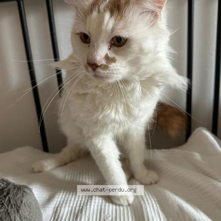 Photo de chat perdu à Bordeaux
