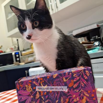 Photo de chat perdu à Tourcoing