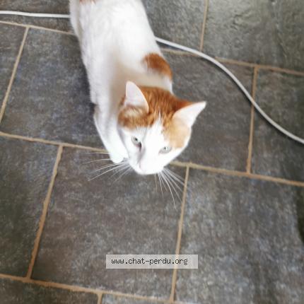 Photo de chat perdu à La Chapelle Pouilloux