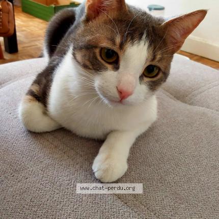 Photo de chat perdu à Argenteuil