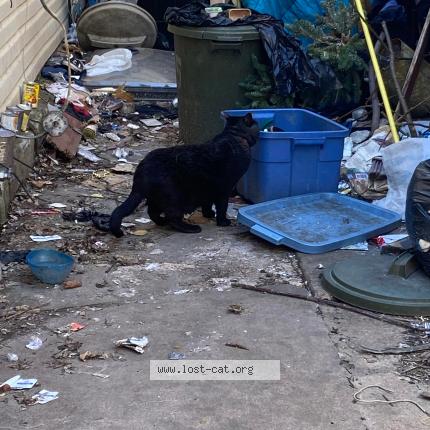 Photo 1/1 Chat retrouvé Trouvé à Toronto