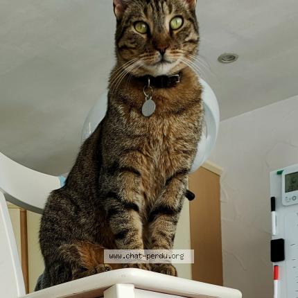 Photo de chat perdu à Draguignan