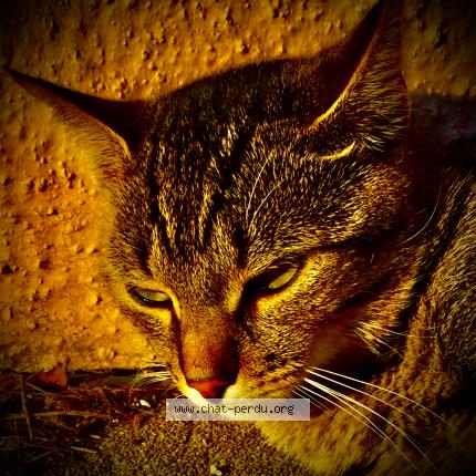 Photo de chat perdu à Chambon
