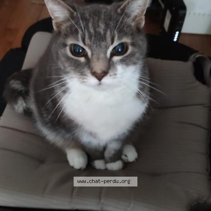 Photo de chat perdu à Chelles