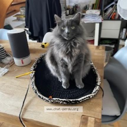 Photo 1/1 Chat retrouvé Perdu à St Nazaire