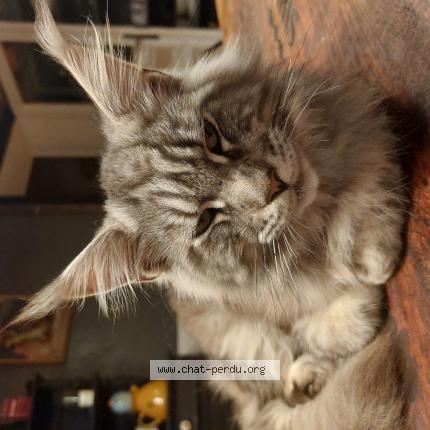 Photo de chat perdu à Bourret