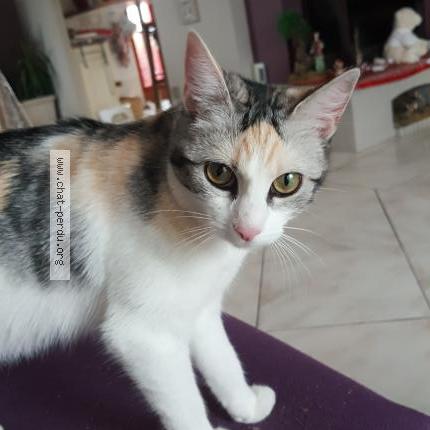 Photo de chat perdu à Bousse