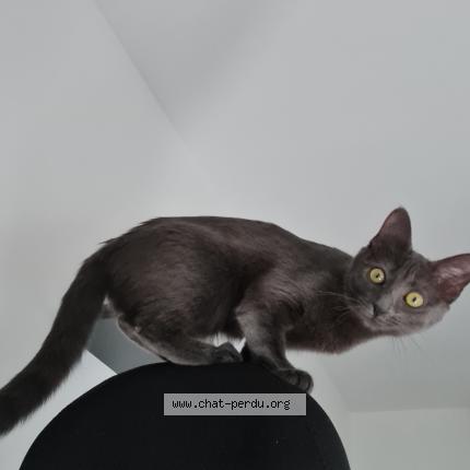Photo de chat perdu à Montpellier