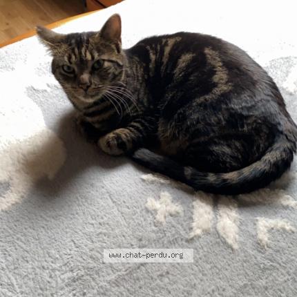 Photo 1/1 Chat retrouvé Perdu à Gisors