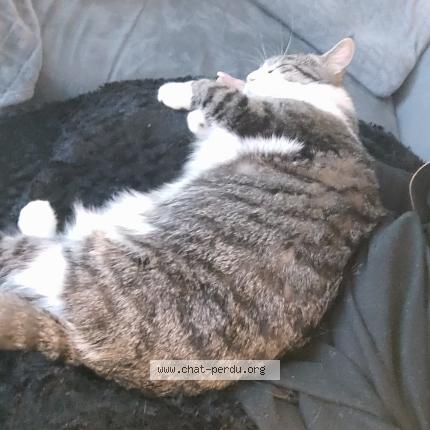 Photo de chat perdu à Cregy Les Meaux