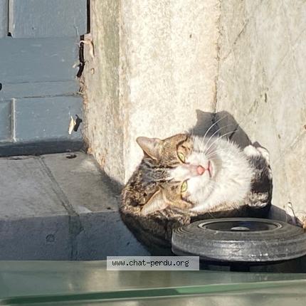 Photo 1/1 Chat retrouvé Trouvé à Bordeaux