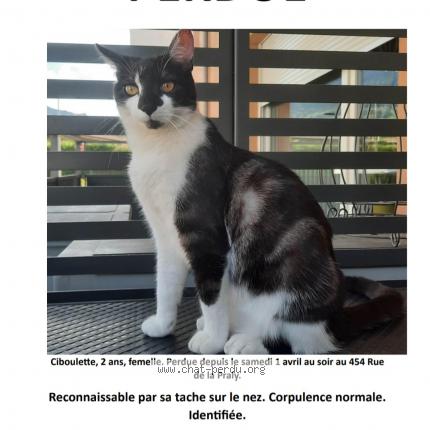 Photo de chat perdu à Bons En Chablais
