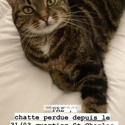 Photo 1/2 Chat retrouvé Perdu à Biarritz