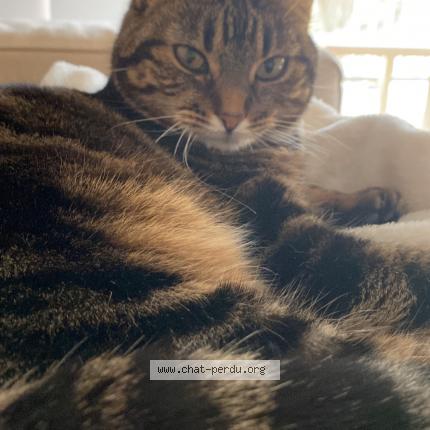 Photo 2/2 Chat retrouvé Perdu à Biarritz