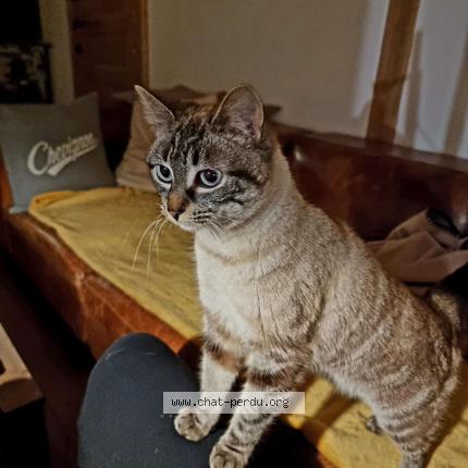 Photo 1/1 Rachel Chat perdu à Montfort le gesnois