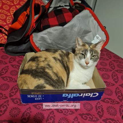 Photo de chat perdu à Venissieux