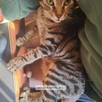 Photo 1/1 Chat retrouvé Perdu à Colombes