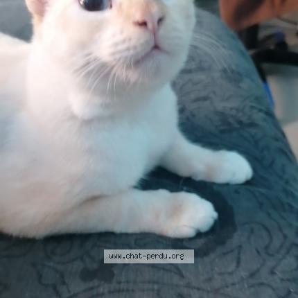 Photo 1/1 Chat retrouvé Perdu à 94500 Champigny