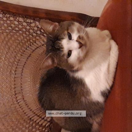 Photo de chat perdu à Caluire