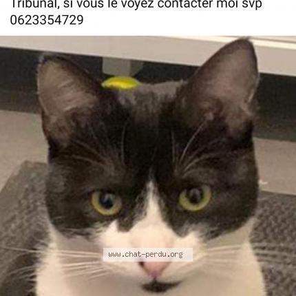 Photo de chat perdu à Pontoise