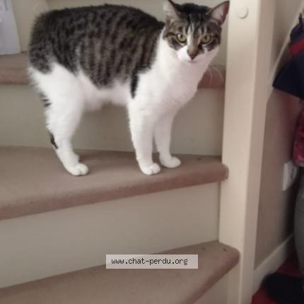 Photo de chat perdu à Bordeaux