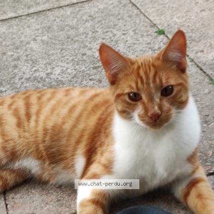 Photo 1/1 Chat retrouvé Perdu à Saint Beauzire