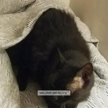 Photo 1/1 Chat retrouvé Perdu à Aigues Mortes