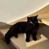 Photo de chat perdu à Triel Sur Seine