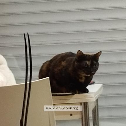 Photo 1/1 Chat retrouvé Perdu à Metz