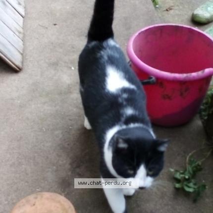 Photo de chat perdu à Perrigny Sur L Ognon
