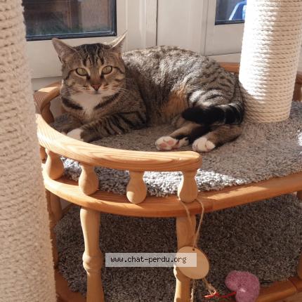 Photo 1/1 Chat retrouvé Perdu à Reims