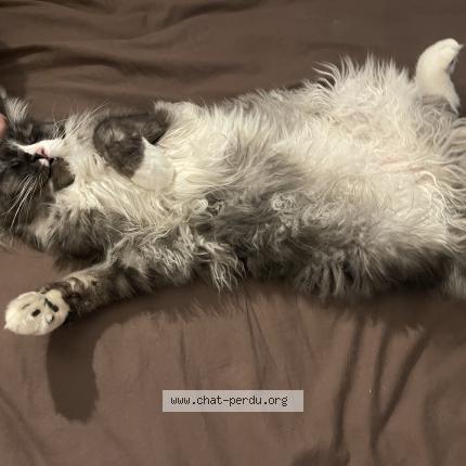 Photo 1/1 Chat retrouvé Perdu à Cabestany