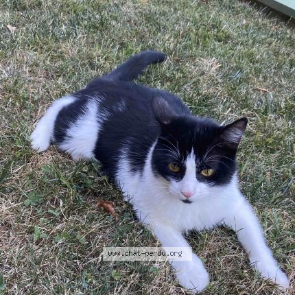 Photo de chat perdu à Quaix En Chartreuse