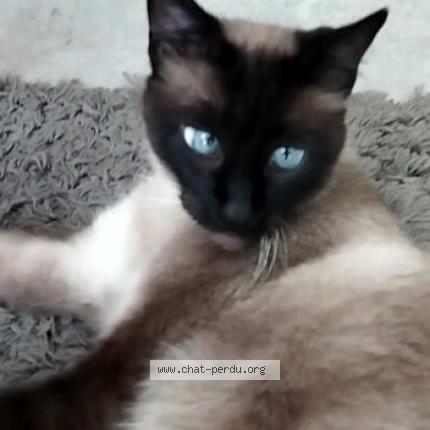 Photo 1/1 Chat retrouvé Perdu à Bordeaux
