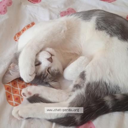 Photo 1/1 Chat retrouvé Perdu à Marseille