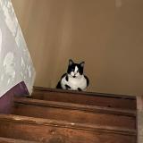 Photo de chat perdu à Raizeux