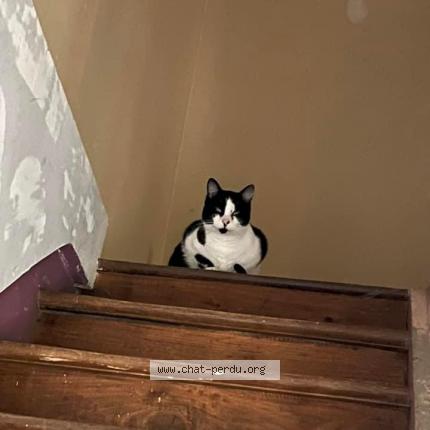 Photo 1/1 Chat retrouvé Perdu à Raizeux