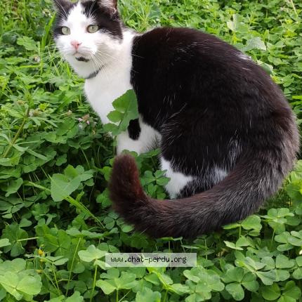 Photo de chat perdu à 86530 Cenon Sur Vienne