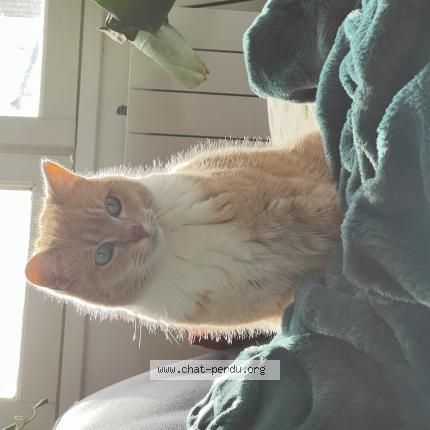 Photo de chat perdu à Begles
